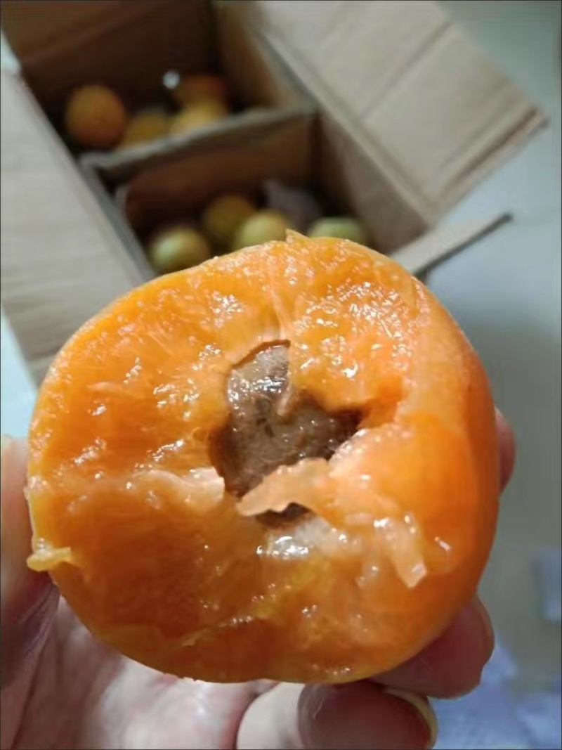 河北麦黄杏凯特杏菜籽杏大量上市中，货源充足，急需客商