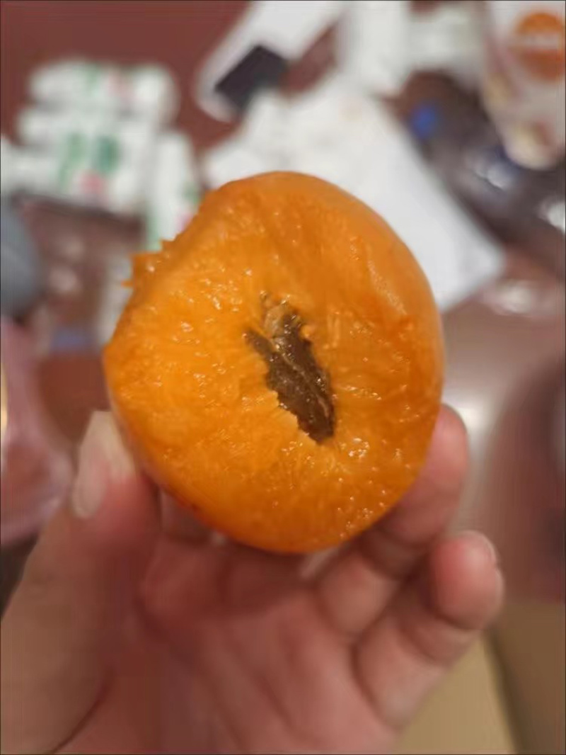 河北麦黄杏凯特杏菜籽杏大量上市中，货源充足，急需客商