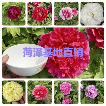 牡丹花，菏泽基地直发，精品观赏牡丹，几十个品种，保成活开花
