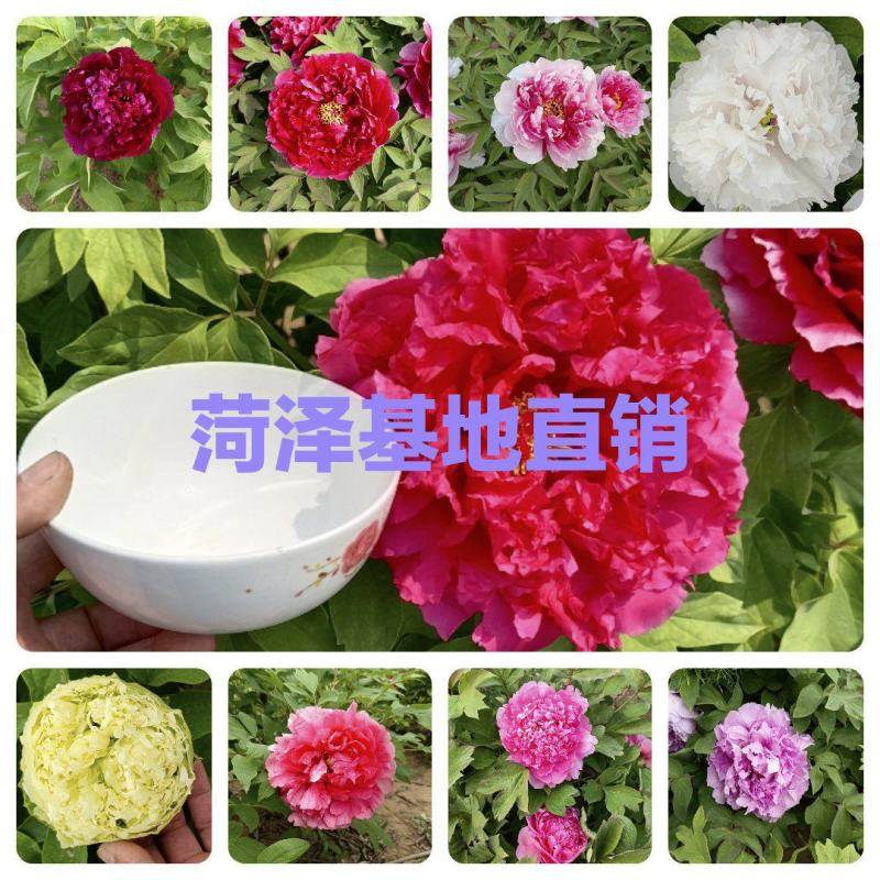 牡丹花，菏泽基地直发，精品观赏牡丹，几十个品种，保成活开花