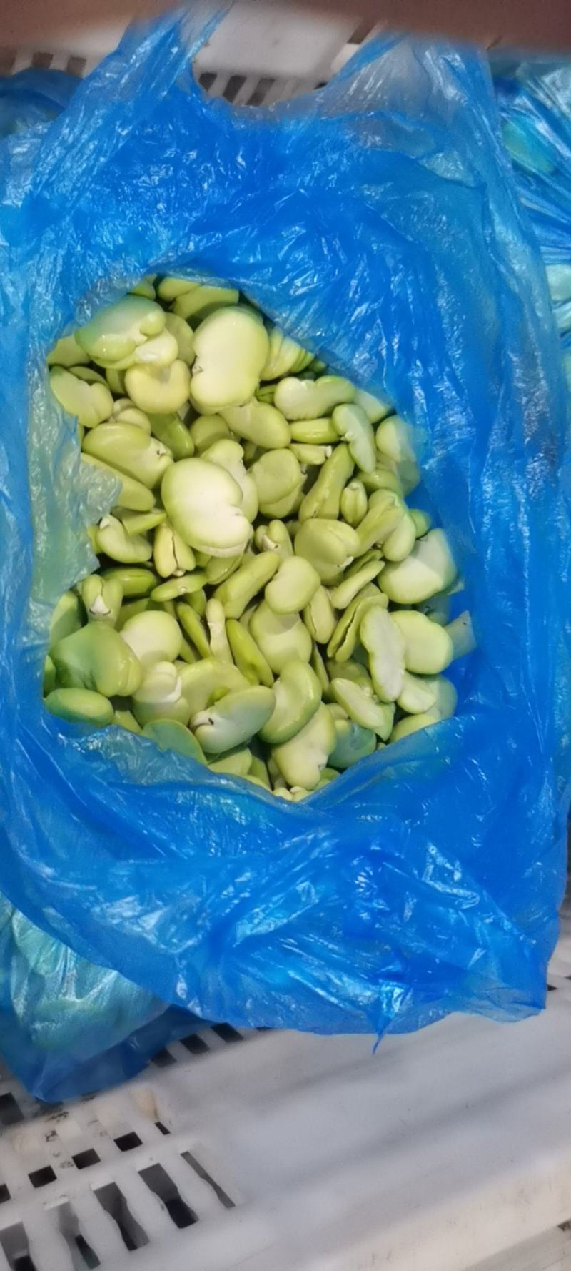 【热卖】新鲜蚕豆瓣蚕豆米蚕豆粒大量上质量保证欢迎采购