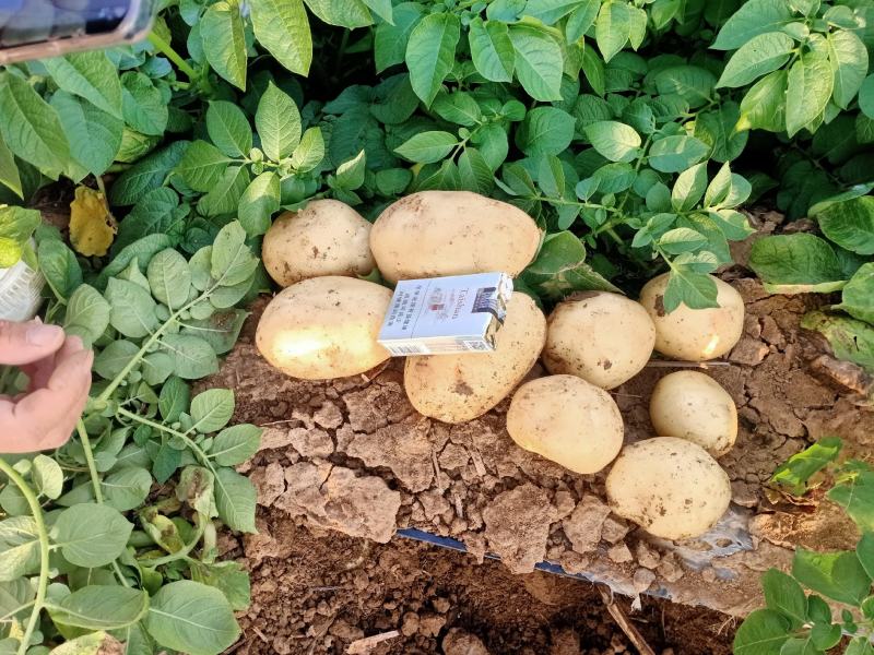 南阳土豆大量上市中…皮毛好，个头大，欢迎各界朋友前来选购