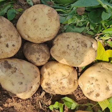 南阳土豆大量上市中…皮毛好，个头大，欢迎各界朋友前来选购