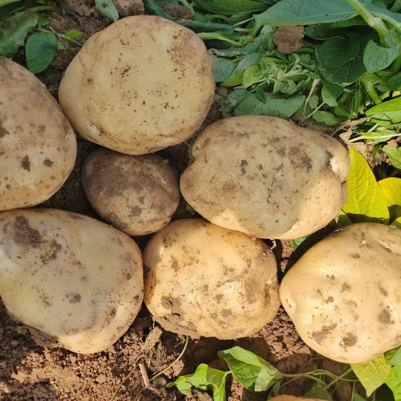 南阳土豆大量上市中…皮毛好，个头大，欢迎各界朋友前来选购