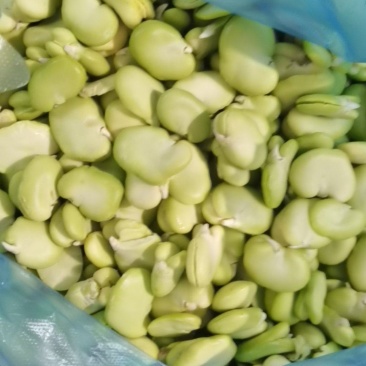 【热卖】新鲜蚕豆瓣蚕豆米蚕豆粒大量上质量保证欢迎采购