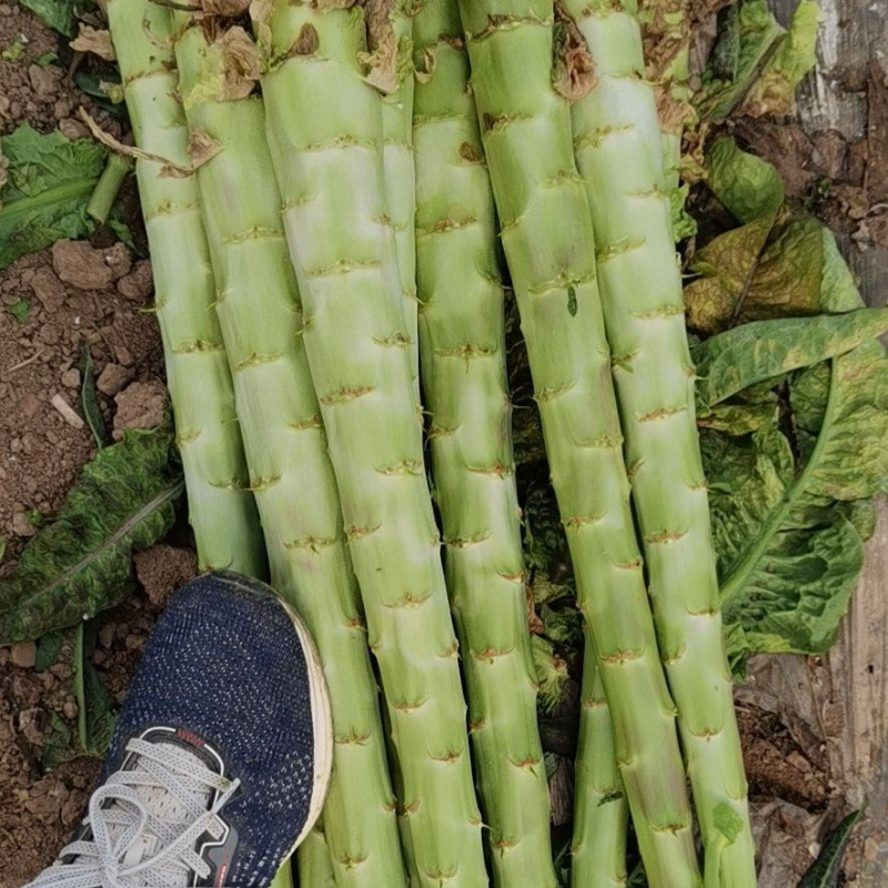 ；河南莴笋光杆红叶莴笋支持净菜毛菜，全国发货