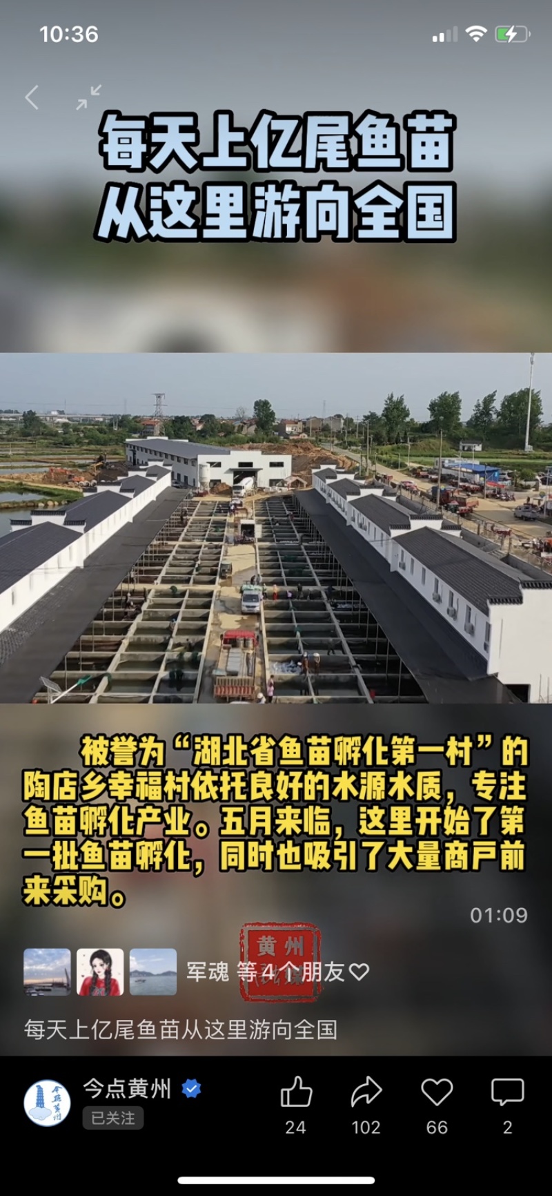 🐟长江鳊鱼种鱼、武昌鱼苗、生长速度快、不易得病🔥🔥