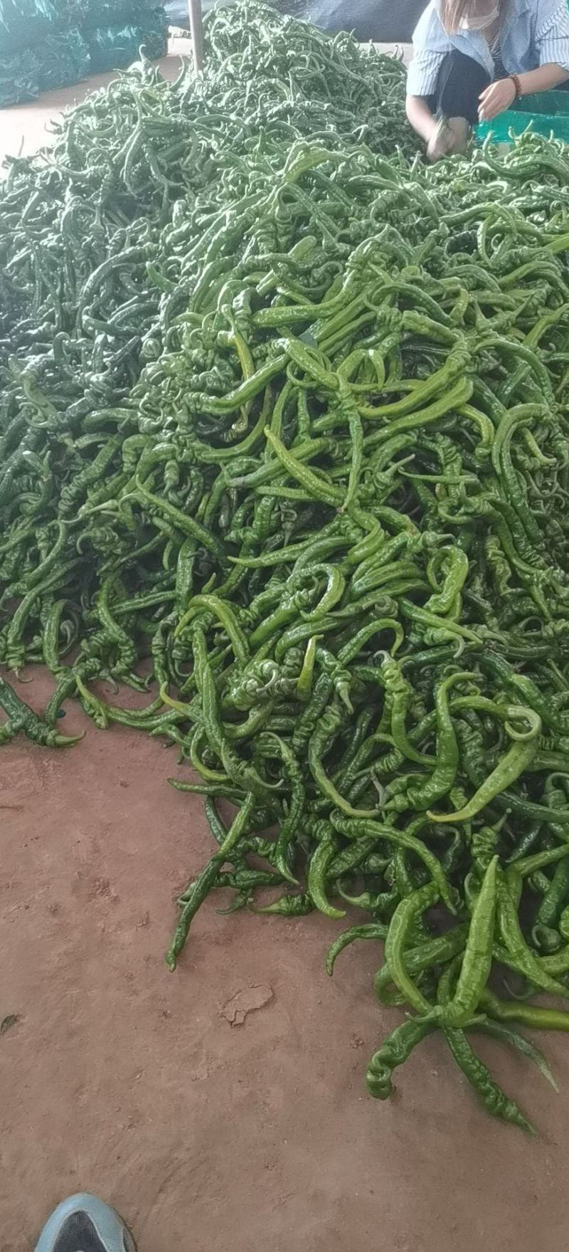 鲜陇椒