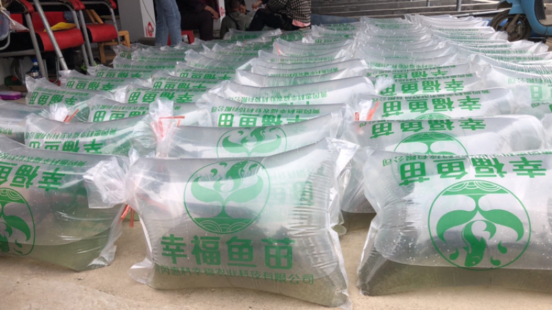 🐟长江鳊鱼种鱼、武昌鱼苗、生长速度快、不易得病🔥🔥