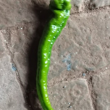 鲜陇椒