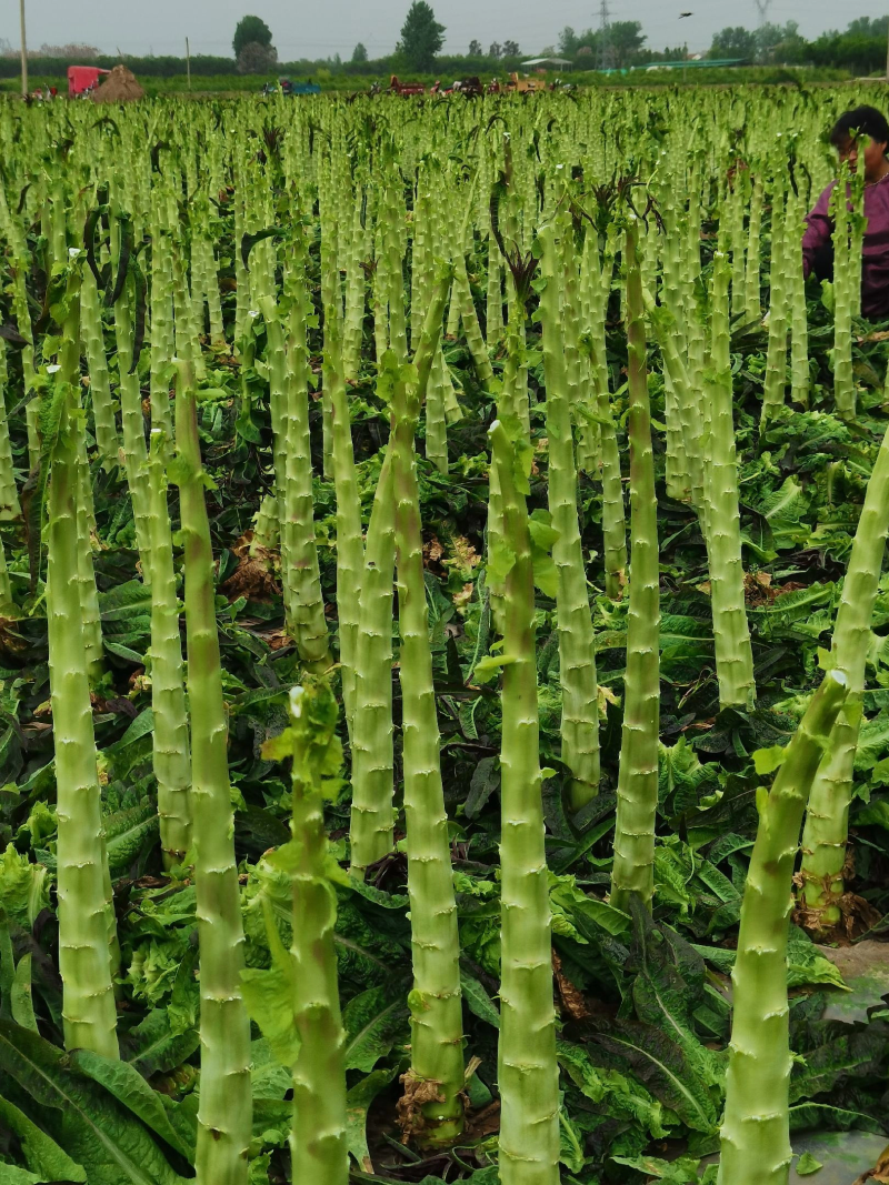 ；河南莴笋光杆红叶莴笋支持净菜毛菜，全国发货