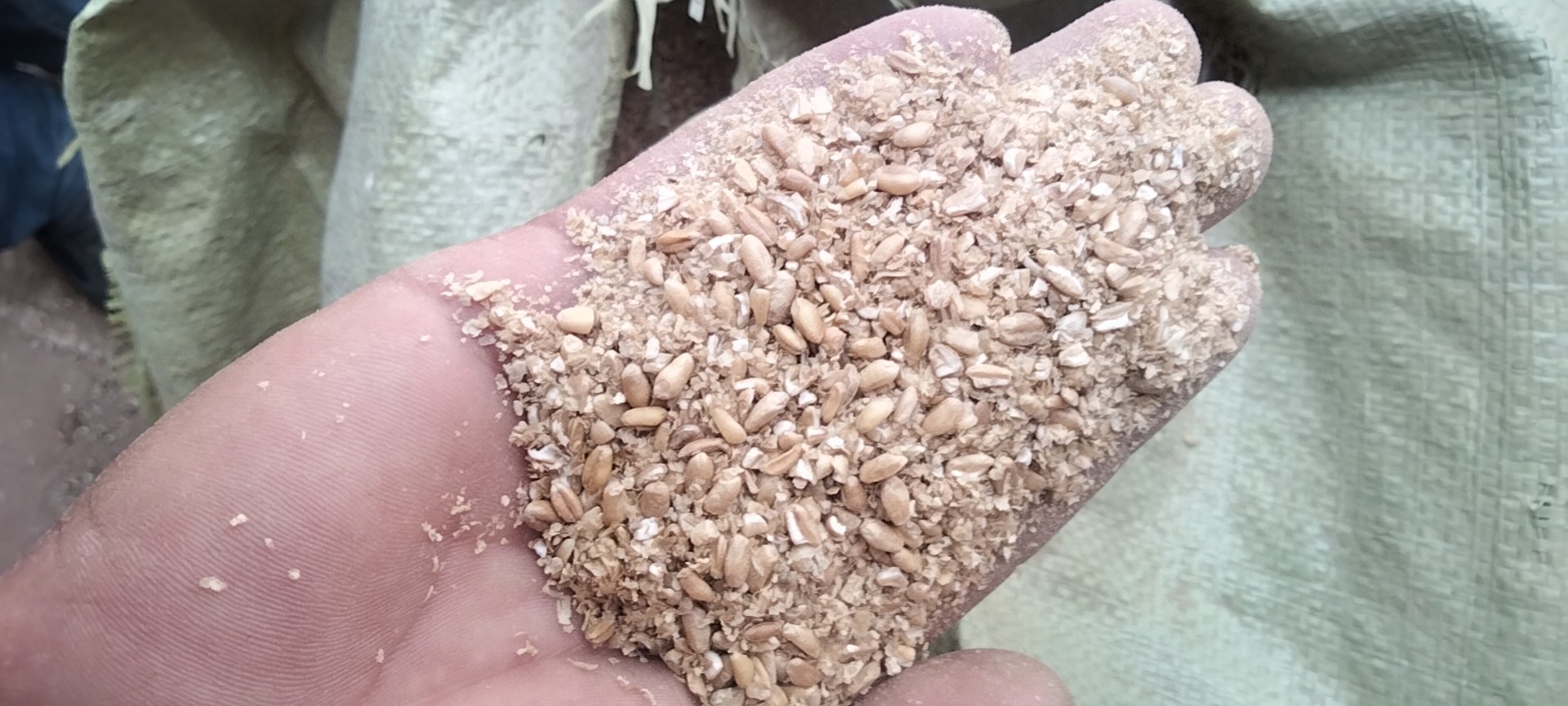 烟农1212小麦籽粒特写与面粉色泽对比图