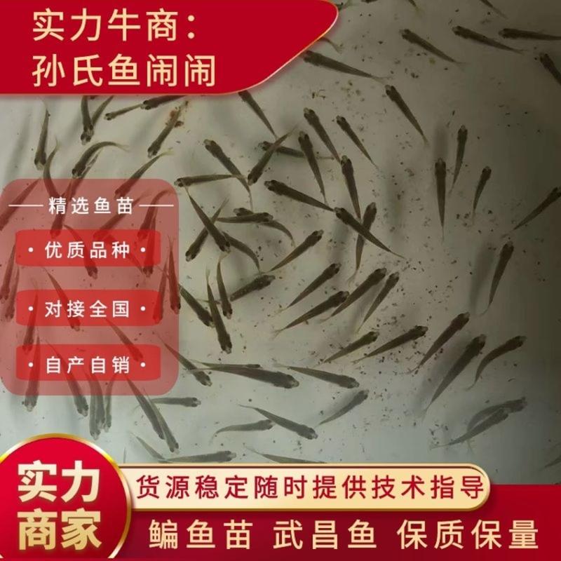 🐟长江鳊鱼种鱼、武昌鱼苗、生长速度快、不易得病🔥🔥