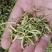 特级高山金银花