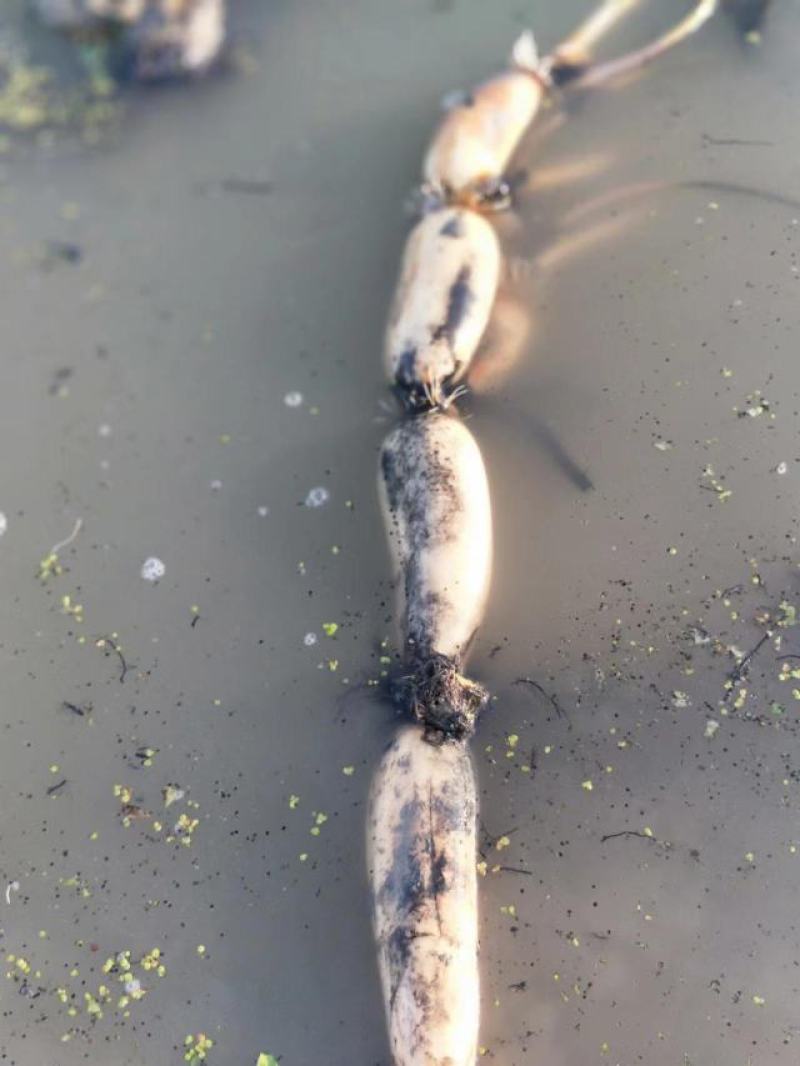 莲藕鄂莲6号莲藕产地直发量大从优欢迎选购新藕上市！
