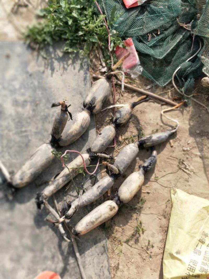莲藕鄂莲6号莲藕产地直发量大从优欢迎选购新藕上市！