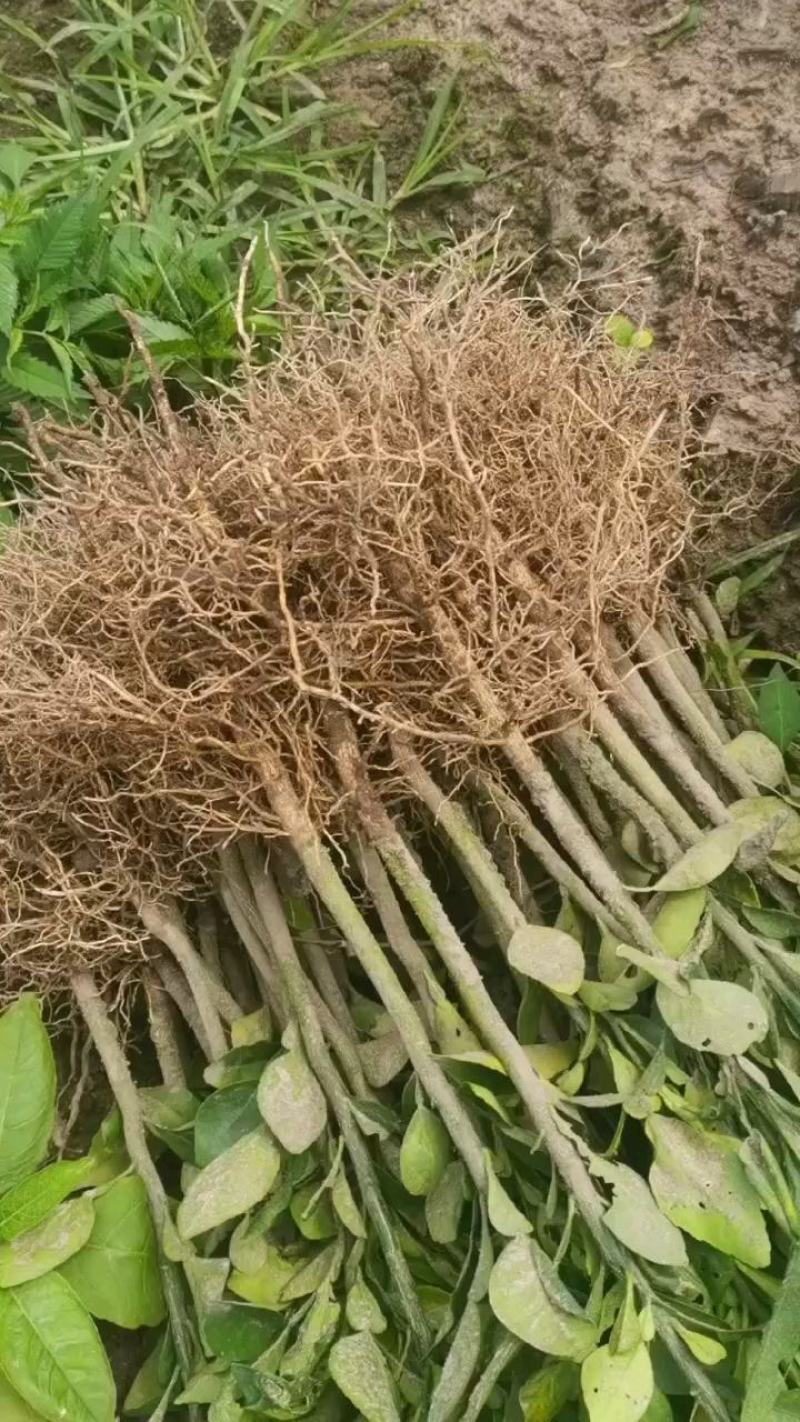 酸柚苗0.3~0.5m0.5~0.8cm