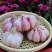 【一件代发】河南紫皮大蒜/蒜头/干蒜/代办代发紫皮蒜