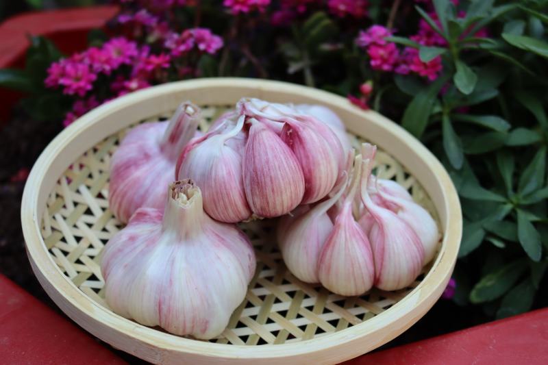 【一件代发】河南紫皮大蒜/蒜头/干蒜/代办代发紫皮蒜