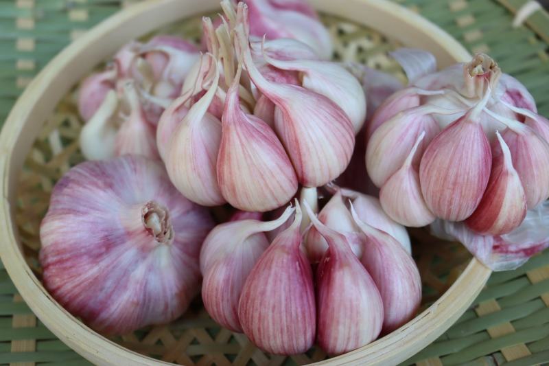 【一件代发】河南紫皮大蒜/蒜头/干蒜/代办代发紫皮蒜