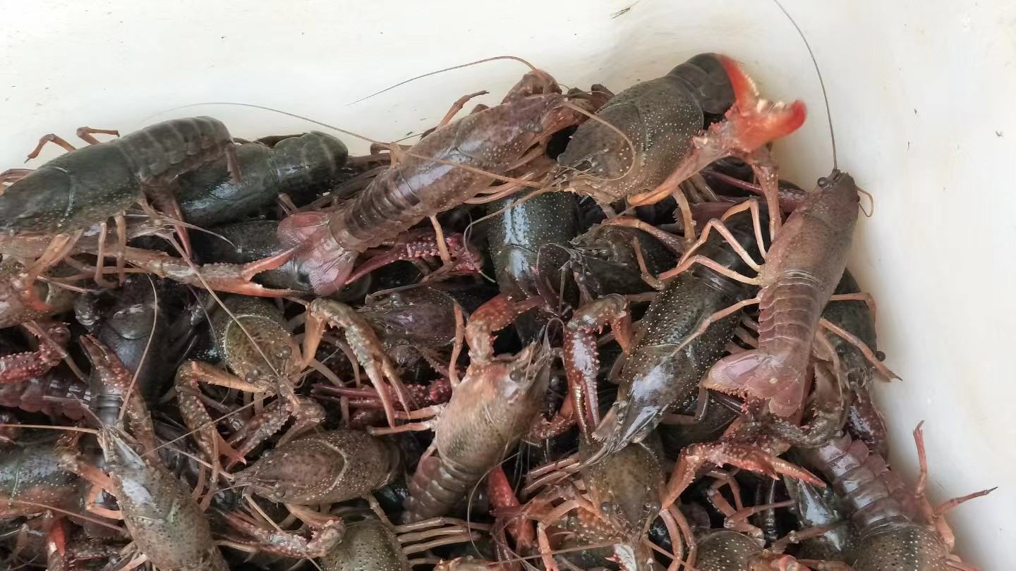 小龙虾暂养与分级图