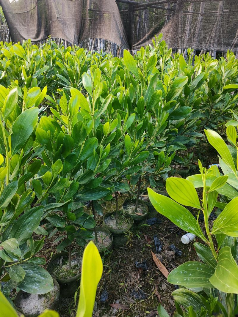1米到1.2米高度马占相思，苗基地多种规格大量低价出售