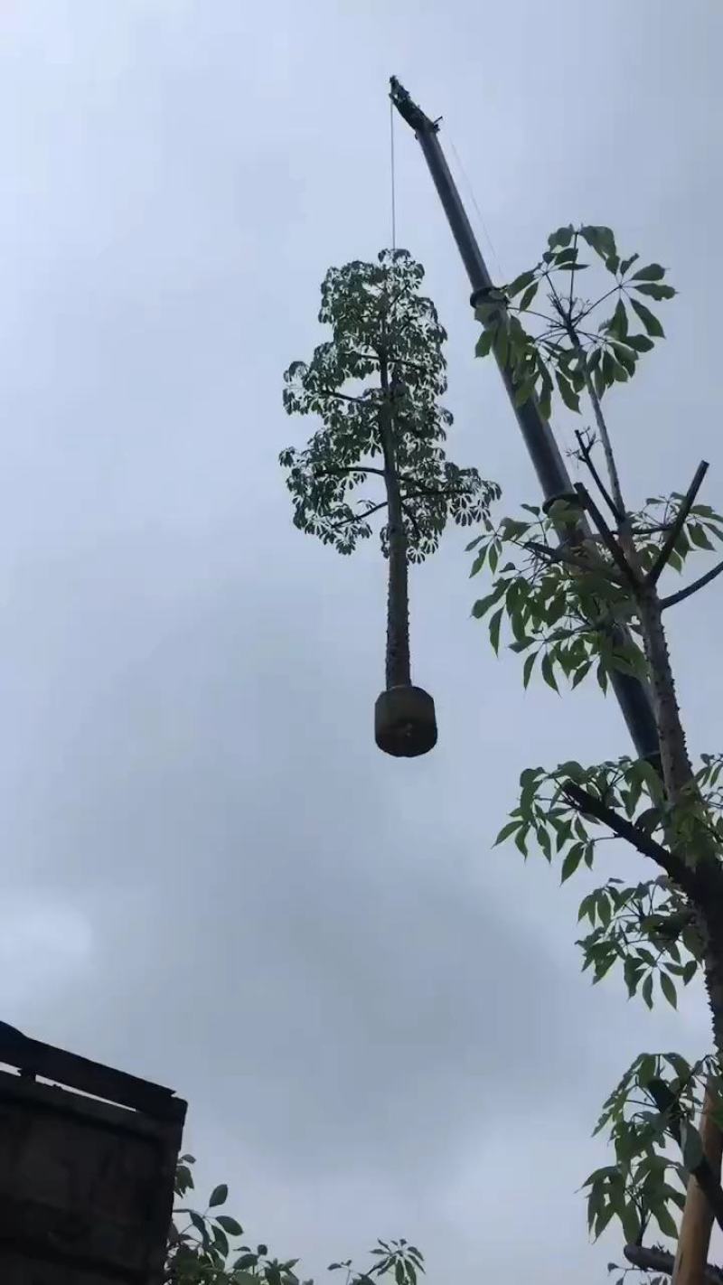 18-20分本地木棉
