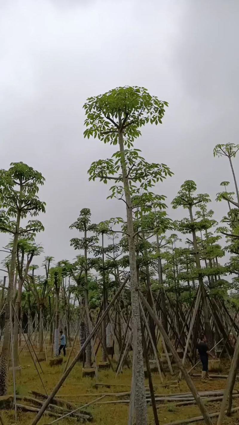 18-20分本地木棉