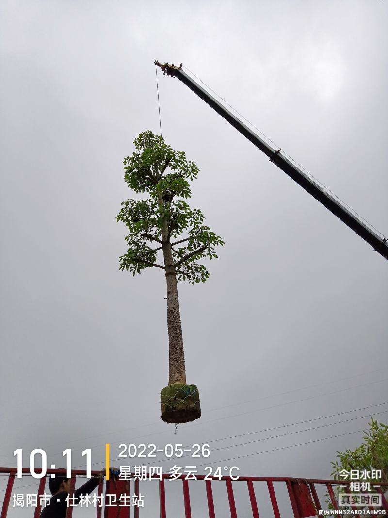 18-20分本地木棉