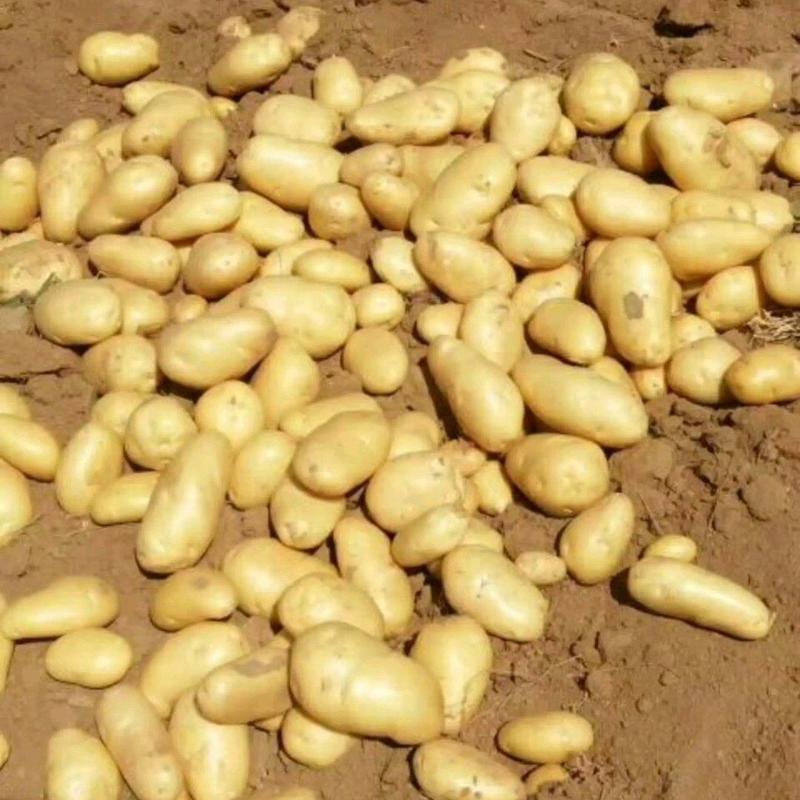 大量求购次品淀粉土豆，不能在烂的货。