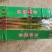 铁杆大葱，精品加工，长年代收毛葱，随时发货，全国大葱主产