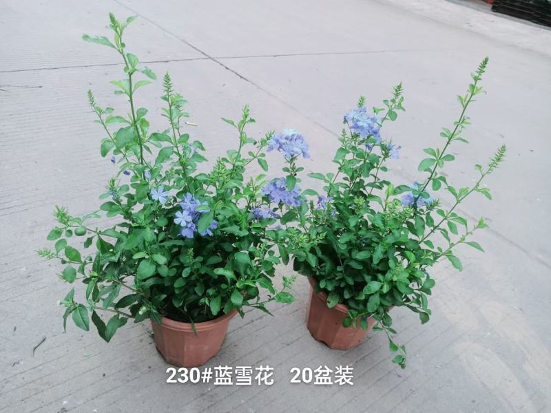 230#蓝雪花8元，一箱20盆叶片青状态好实物实拍广州发