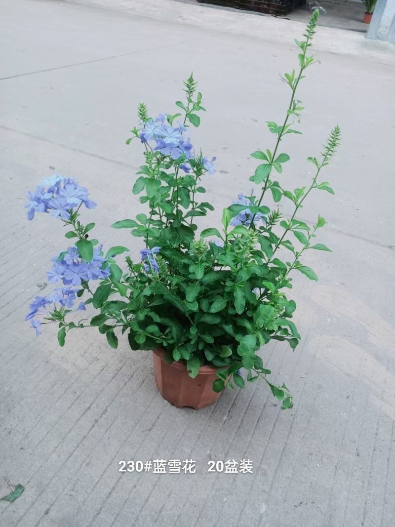 230#蓝雪花8元，一箱20盆叶片青状态好实物实拍广州发