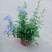 230#蓝雪花8元,一箱20盆叶片青状态好实物实拍广州发