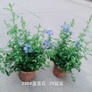 230#蓝雪花8元,一箱20盆叶片青状态好实物实拍广州发