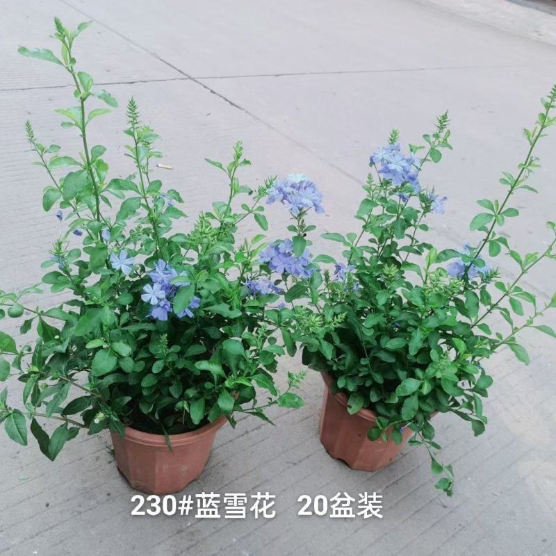230#蓝雪花8元，一箱20盆叶片青状态好实物实拍广州发