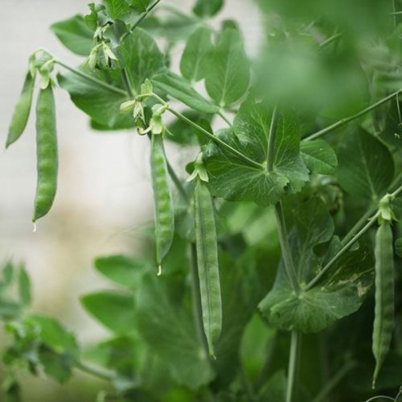 山西特产豌豆面纯豆面纯豌豆面粉糊糊面无糖现磨农家粗