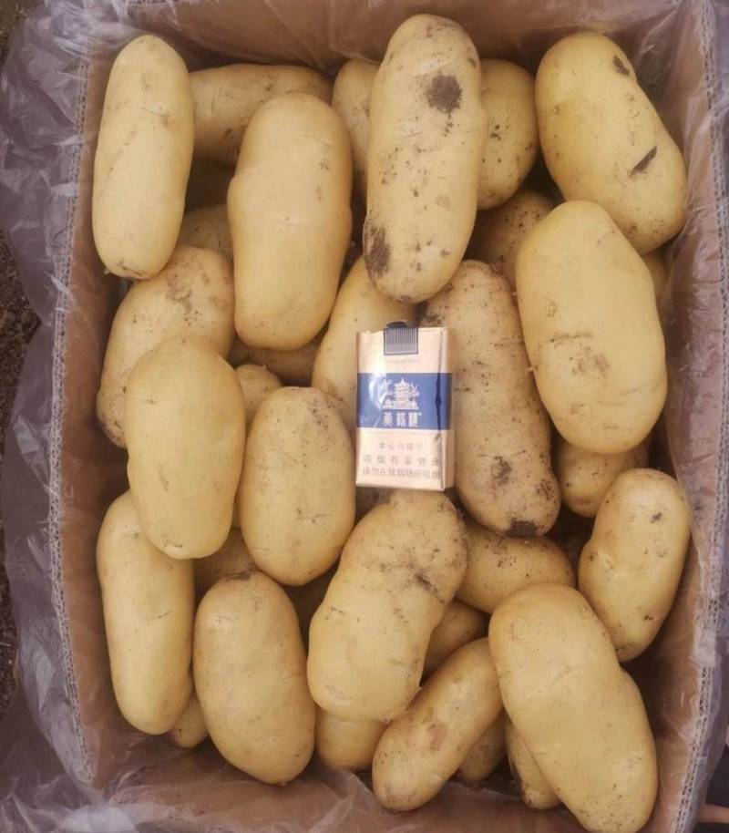 《实力商家》沃土五号土豆新土豆黄皮黄心个头大薯型好