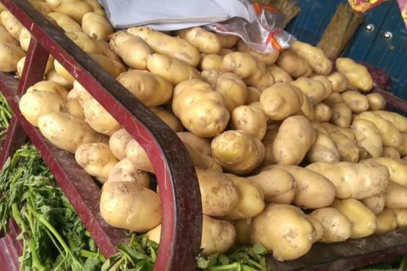 《实力商家》沃土五号土豆新土豆黄皮黄心个头大薯型好