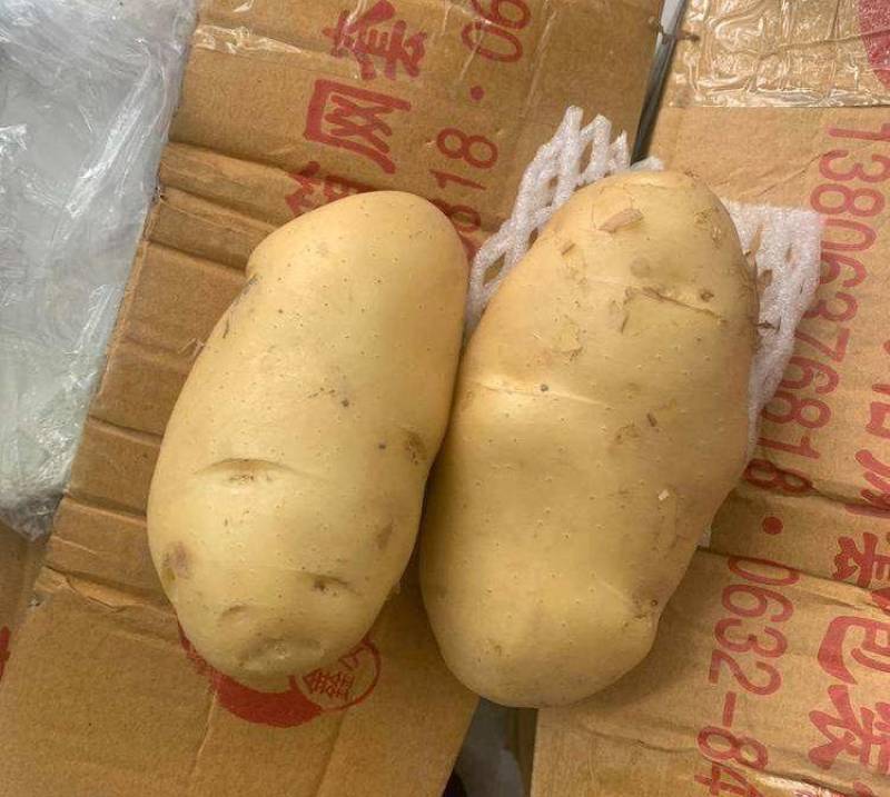 《实力商家》沃土五号土豆新土豆黄皮黄心个头大薯型好