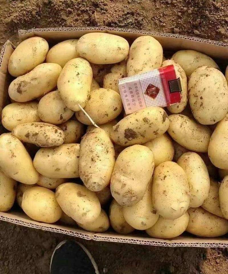 《实力商家》沃土五号土豆新土豆黄皮黄心个头大薯型好