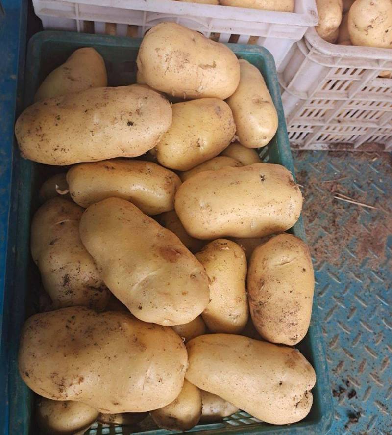《实力商家》沃土五号土豆新土豆黄皮黄心个头大薯型好
