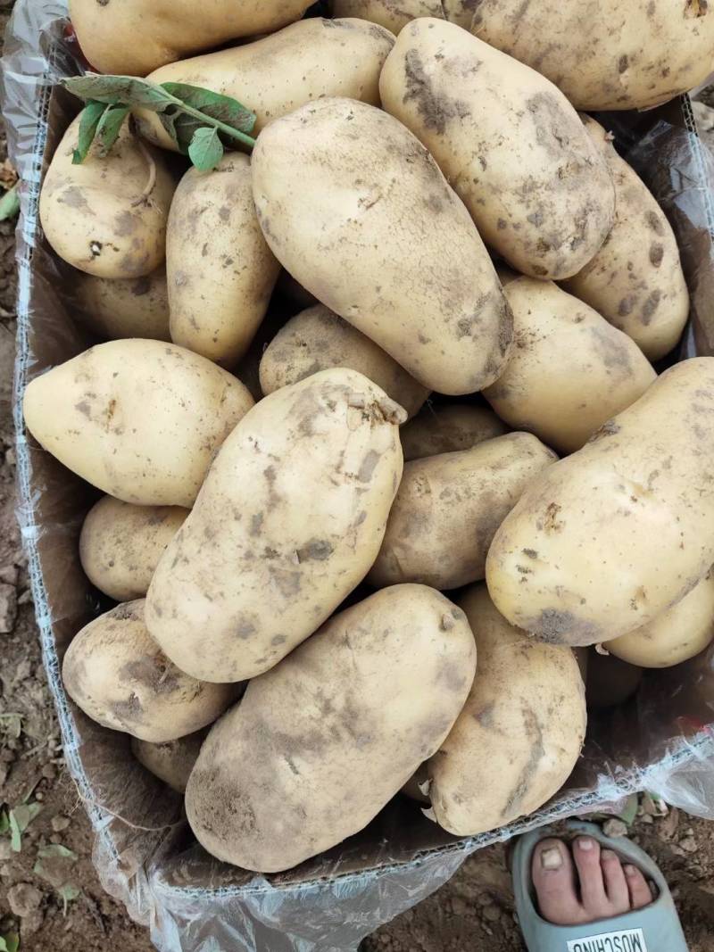 《实力商家》沃土五号土豆新土豆黄皮黄心个头大薯型好