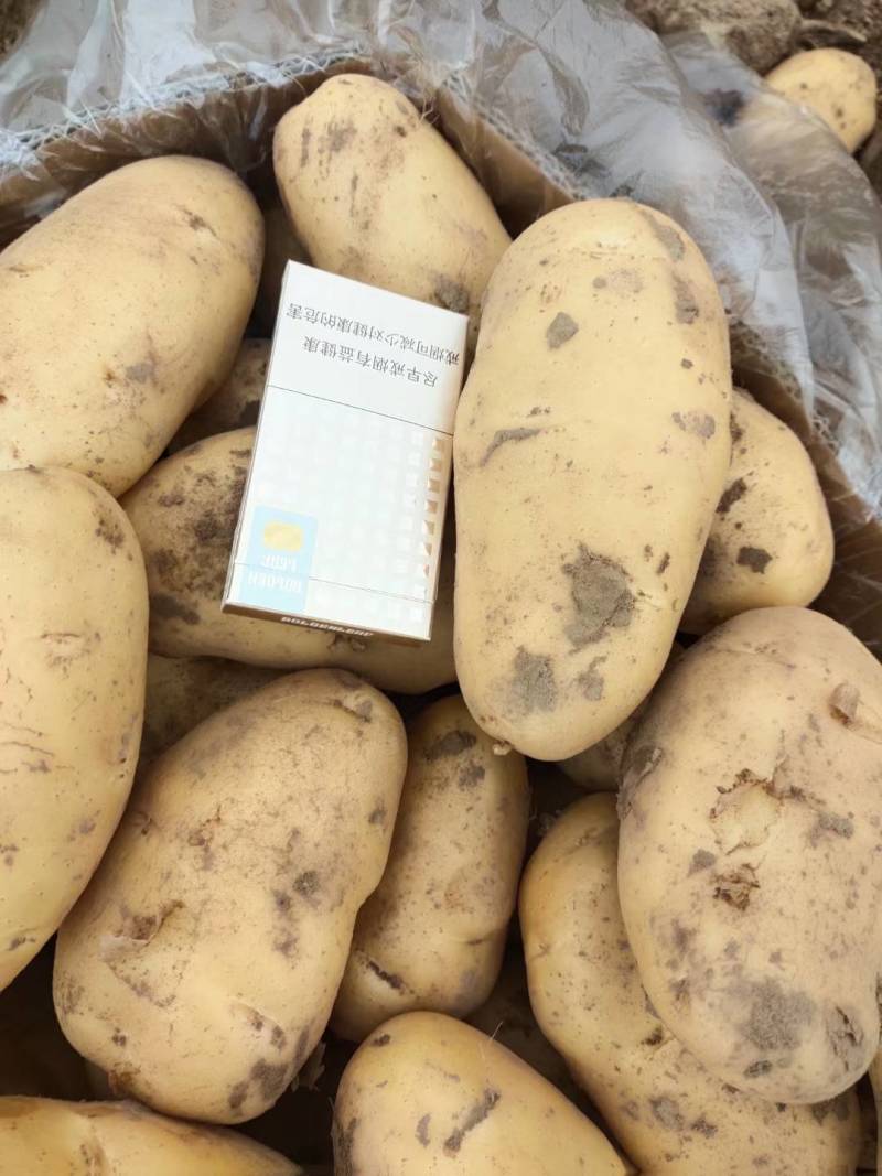 《实力商家》沃土五号土豆新土豆黄皮黄心个头大薯型好