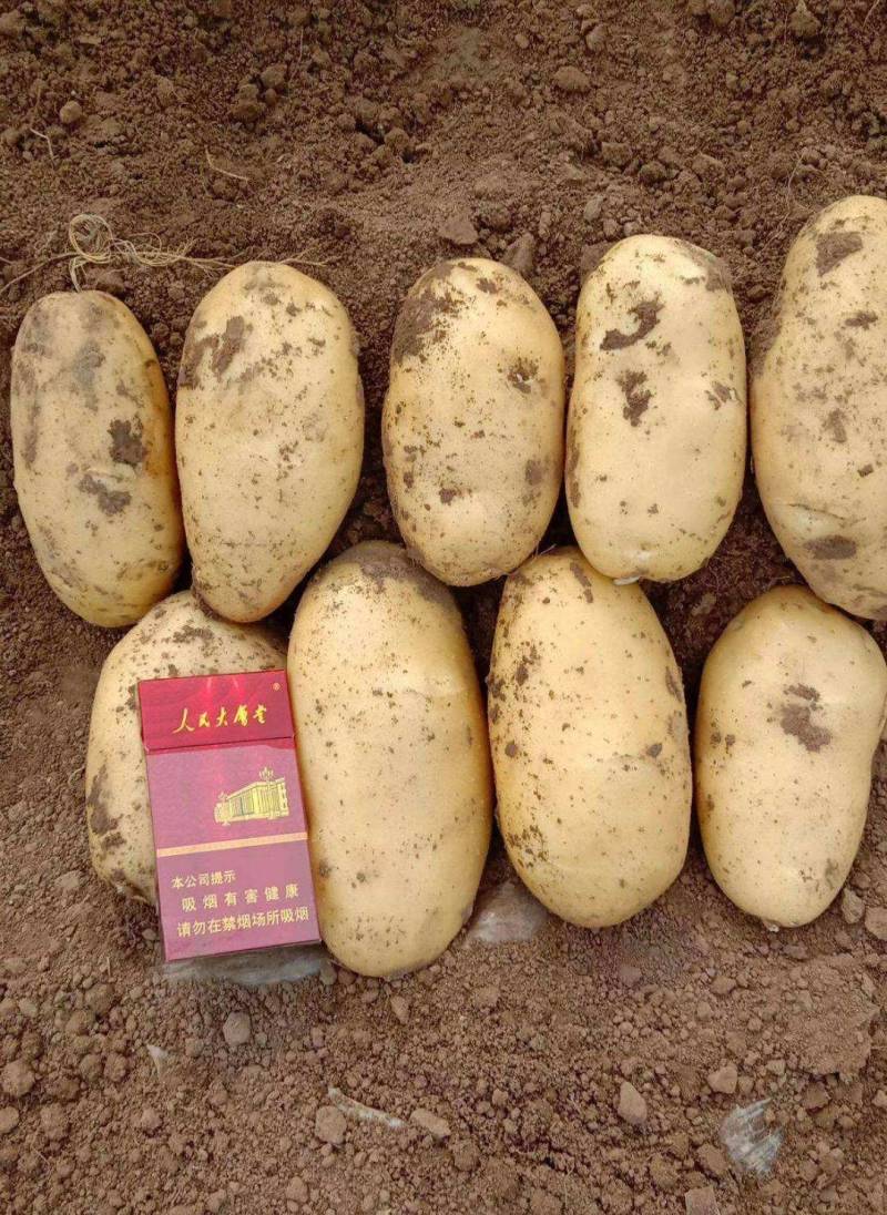 《实力商家》沃土五号土豆新土豆黄皮黄心个头大薯型好