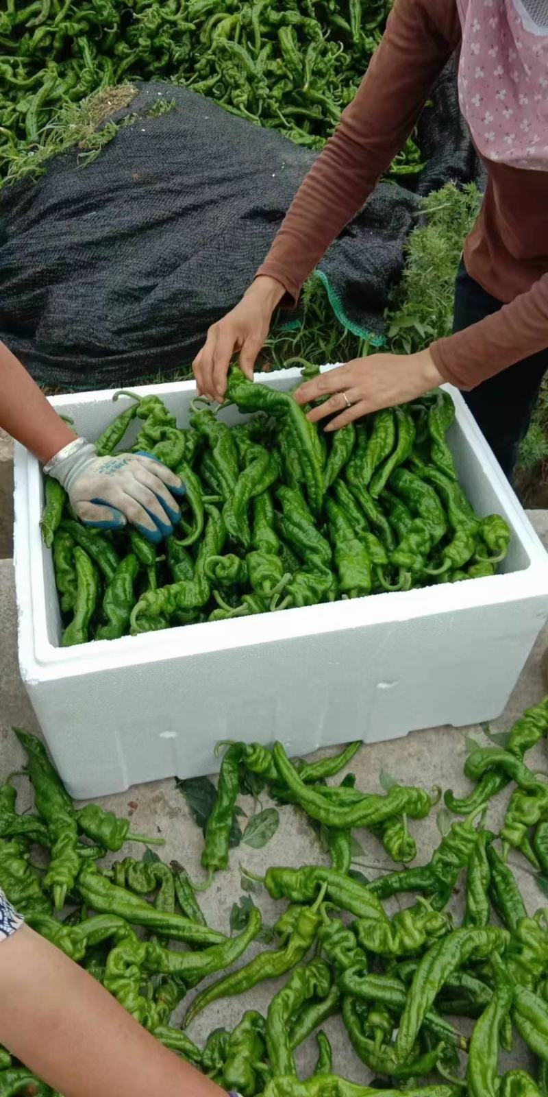 螺丝椒大量上市、质量保证、支持各种包装欢迎采购11111