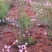 韭莲、韭兰、风雨兰、风雨花
