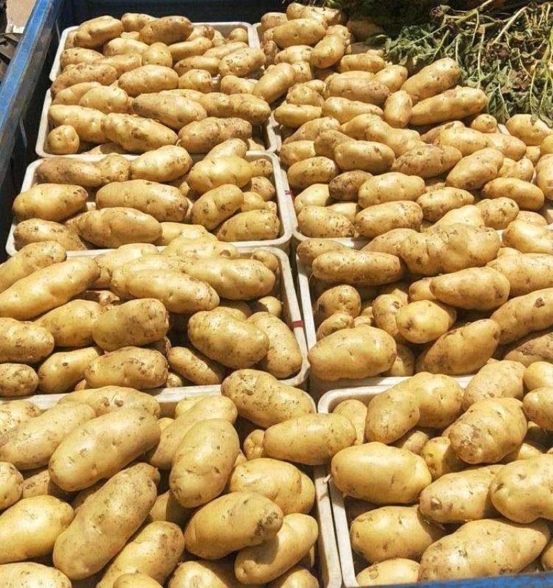 《实力商家》沃土五号土豆新土豆黄皮黄心个头大薯型好