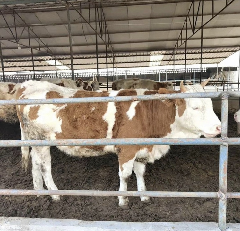 工作人员正在向客户介绍西门塔尔牛的品种特性