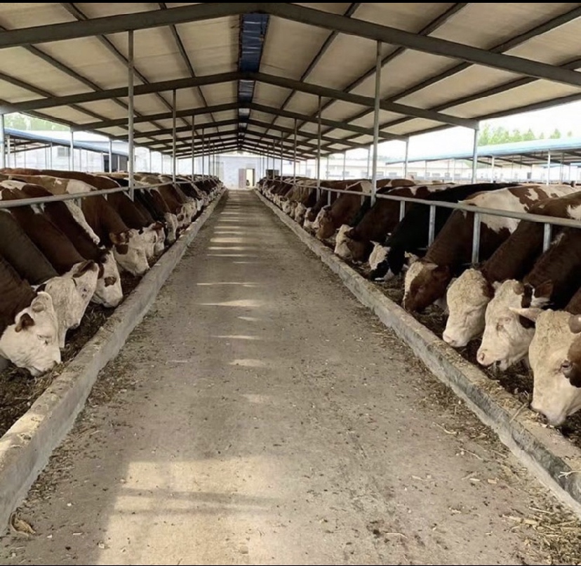 西门塔尔牛群在现代化牛舍内进食场景